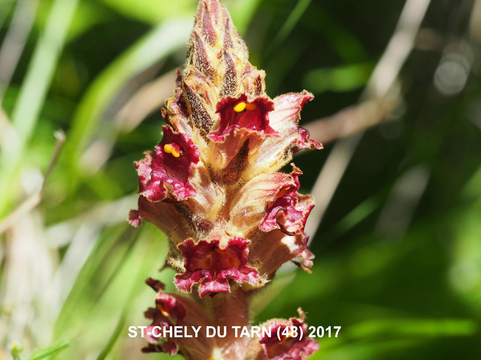 Broomrape, (graceful)